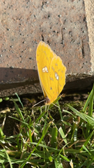 Phoebis philea