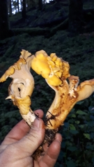 Cantharellus formosus