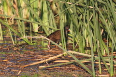 Pardirallus sanguinolentus