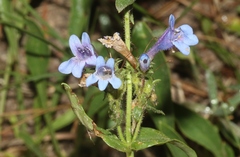 Penstemon virens