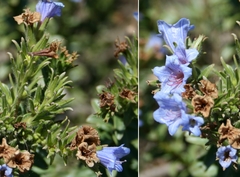 Lobostemon daltonii