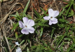 Phlox multiflora