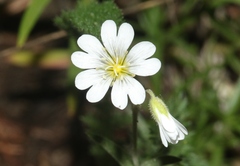 Cerastium arvense