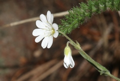 Cerastium arvense