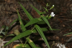 Cerastium arvense