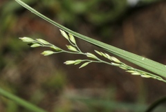 Poa compressa