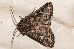 Ichneutica lithias