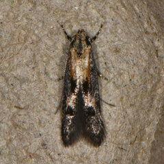 Blastodacna atra