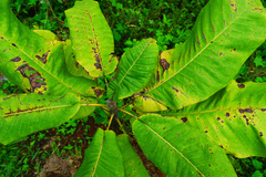 Magnolia dealbata