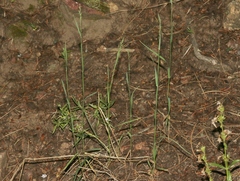 Poa compressa