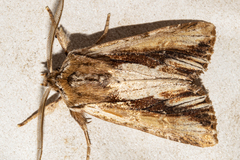 Ichneutica paracausta
