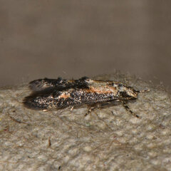 Blastodacna atra