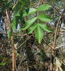 Sambucus canadensis