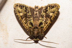 Ichneutica plena