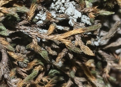 Selaginella densa
