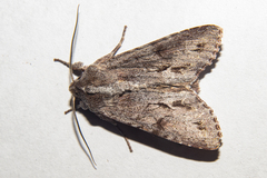 Ichneutica ustistriga