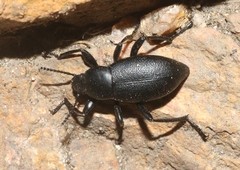 Eleodes extricata