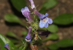 Penstemon virens