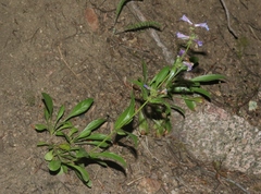 Penstemon virens