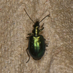 Lebia viridis