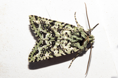 Meterana exquisita