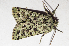 Meterana exquisita