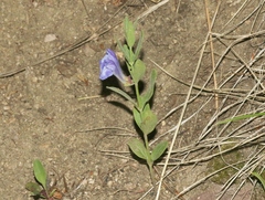 Scutellaria brittonii