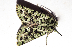 Meterana exquisita