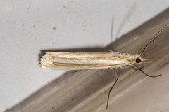 Orocrambus lewisi