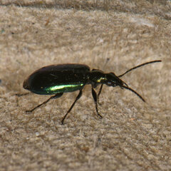Lebia viridis
