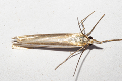 Orocrambus lewisi