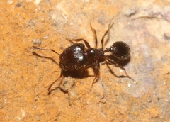 Pheidole ceres