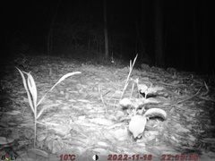 Trichosurus vulpecula