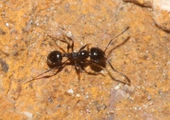 Pheidole ceres