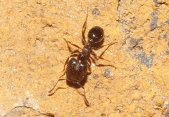 Pheidole ceres