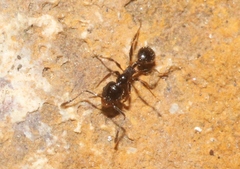 Pheidole ceres