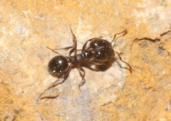 Pheidole ceres