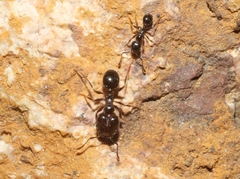 Pheidole ceres