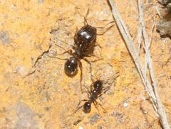 Pheidole ceres