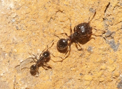 Pheidole ceres