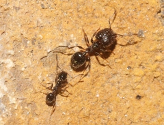 Pheidole ceres