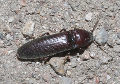 Melanotus castanipes