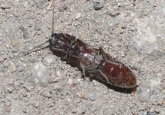 Melanotus castanipes