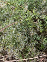 Clematis microphylla