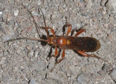 Ichneumoninae