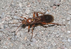 Ichneumoninae