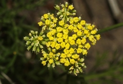 Selineae
