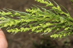 Artemisia dracunculus