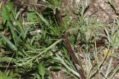 Artemisia dracunculus
