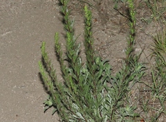 Artemisia dracunculus